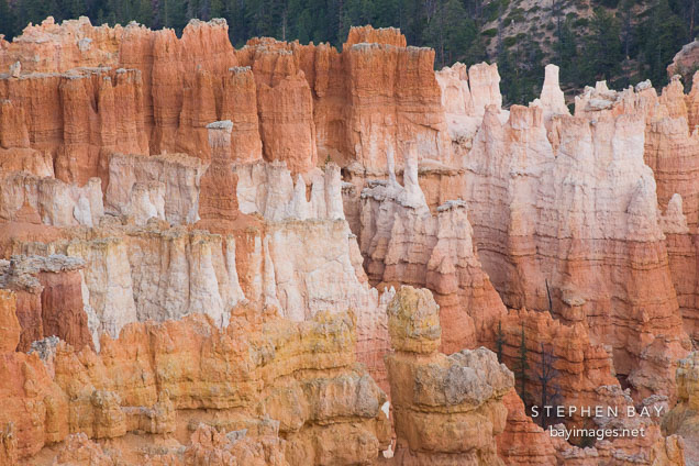 Colorful hoodoos at Bryce Canyon NP, Utah.