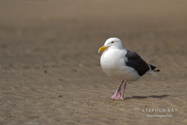 Gull at Pescadero state beach, California, USA.