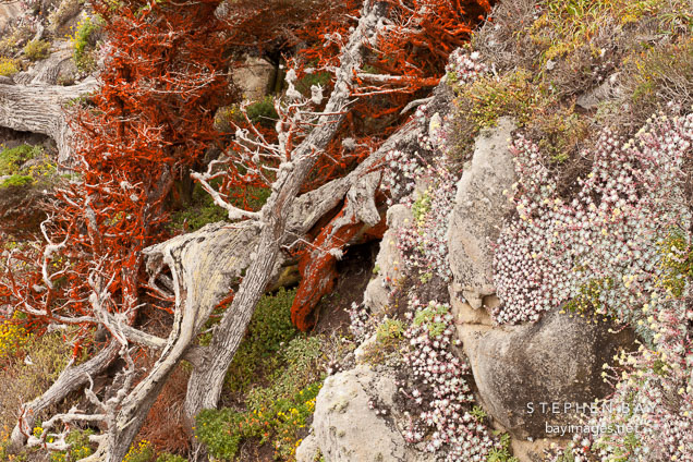 Succulents and cypress trees cover rocky cliff side.