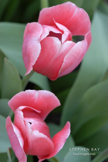 Tulip 'Menton', Tulipa.