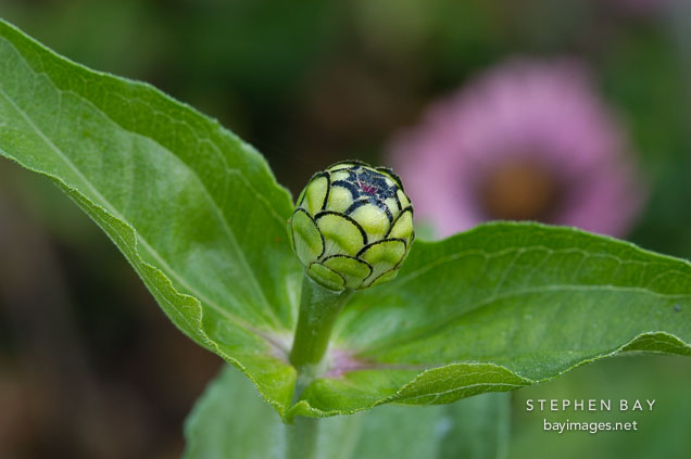 Zinnia bud.