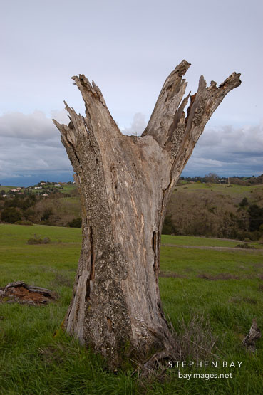 Dead tree at Arastradero Preserve. Palo Alto, California, USA.
