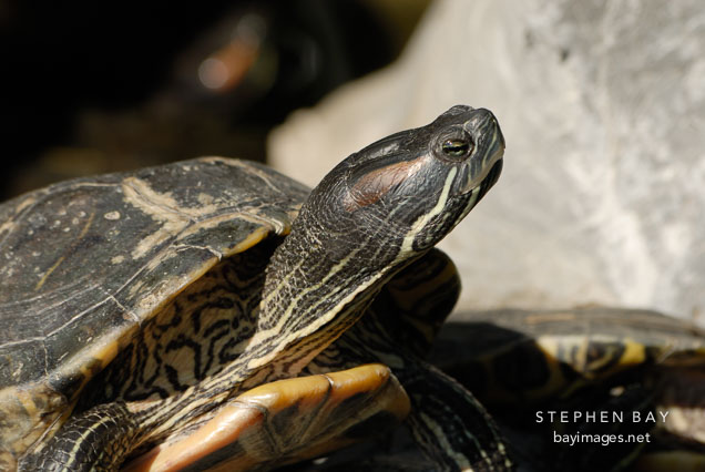 Red-eared turtle. Good Wish Gardens, Wong Tai Sin Temple.