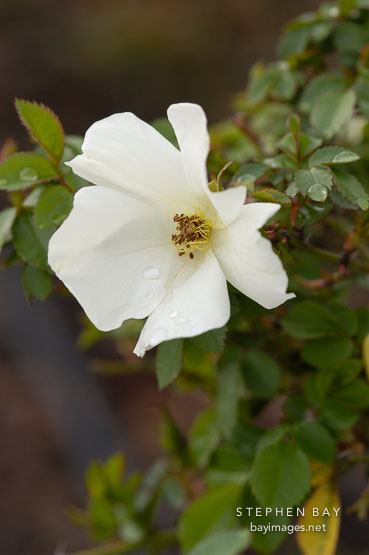 Rose, Yellow butterfly. Rosa