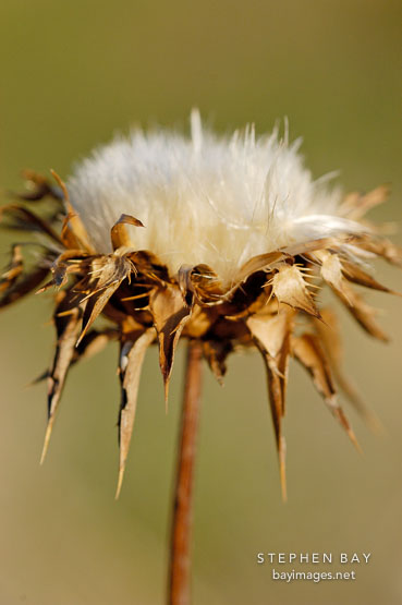 Thistle. Arastradero preserve, California, USA.