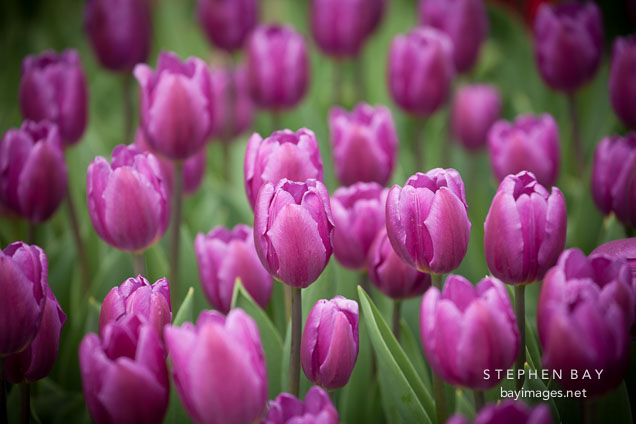 Violet tulips. Pella, Iowa