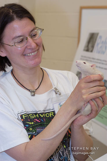 A volunteer holds up an adoptable rat. The Wonderful World of Rats, San Mateo, California, USA.