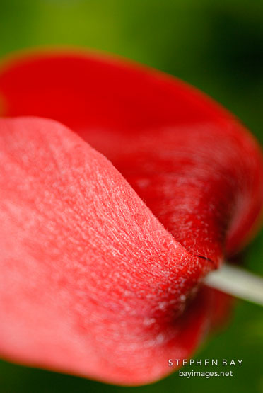 Close-up of red Anemone.