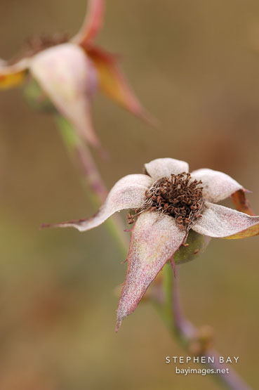 Rose hips.