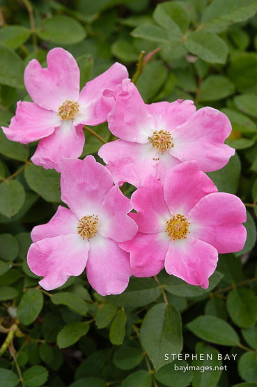 Rose, Rosa 'Nearly Wild' (ARS 1941). Floribunda.
