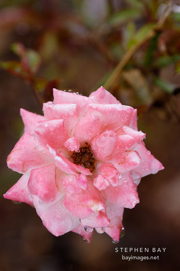 Something for Judy, miniature rose. Rosa.