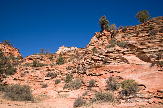 Sparse vegetation on the Zion Plateau. Zion NP, Utah.
