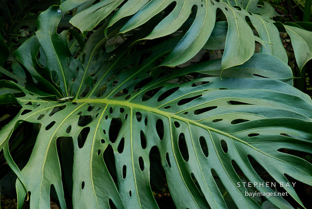 Swiss Cheese plant. Monteverde, Costa Rica.