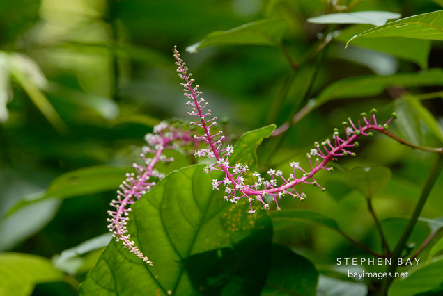 Cloudforrest flower.