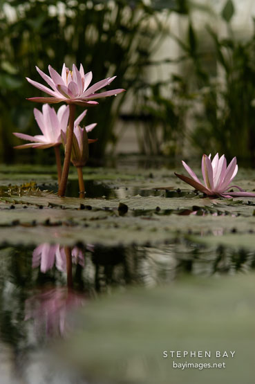 Nymphaea x. Water lilies.