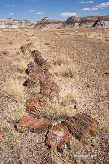 Petrified wood. Petrified Forest NP, Arizona.