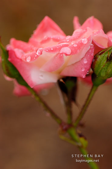Something for Judy. Miniature rose. Rosa.