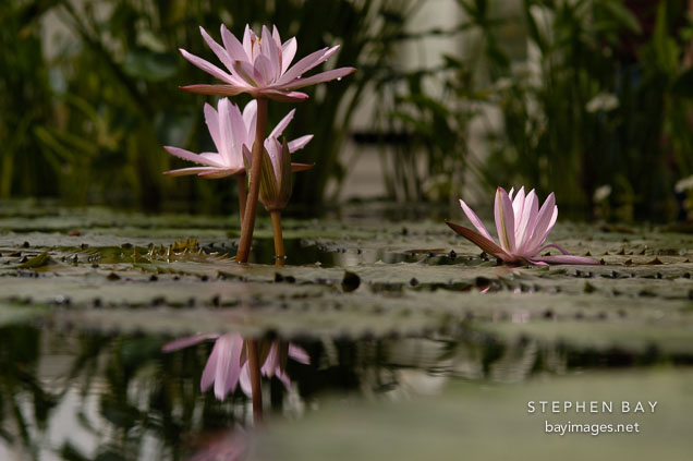 Nymphaea x. Water lilies.