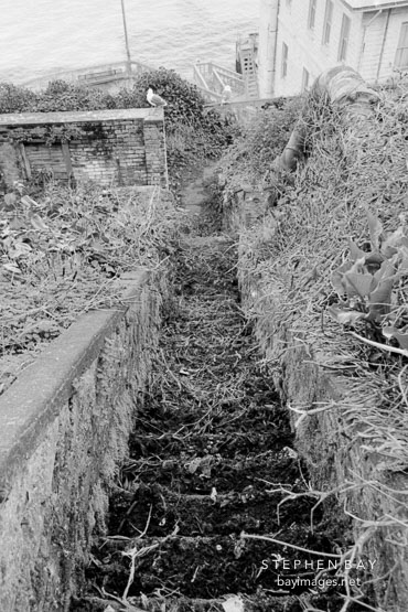 Overgrown staircase. Alcatraz, San Francisco, California.
