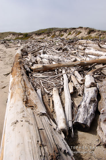 Driftwood at Pescadero state beach, California, USA.