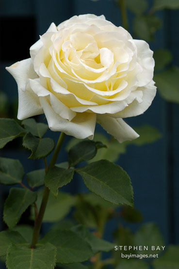 Rose 'Elina'. Hybrid tea 1985.