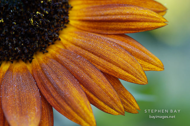 Sunflower 'Velvet Queen'. Helianthus annuus.