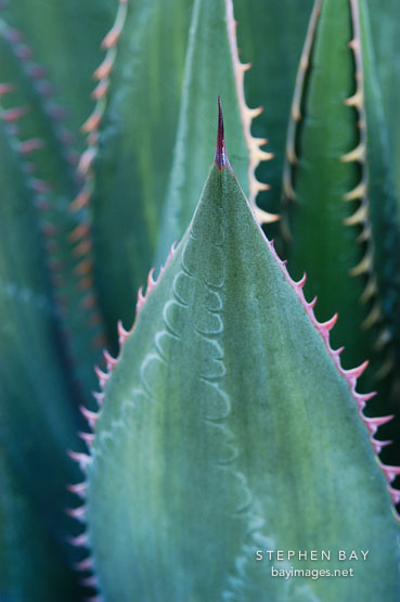 Agave