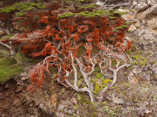 Cypress tree on cliff face covered in red algae.