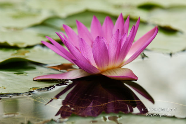Nymphaea x. Water lilies.