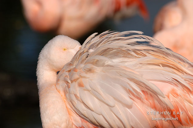 Grooming Chilean Flamingo, Phoenicopterus chilensis. Pink flamingo.