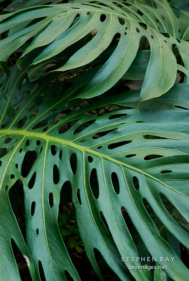 Swiss Cheese plant. Monteverde, Costa Rica.