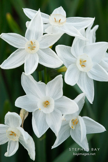 Narcissus papyraceus, Paperwhite Daffodil.