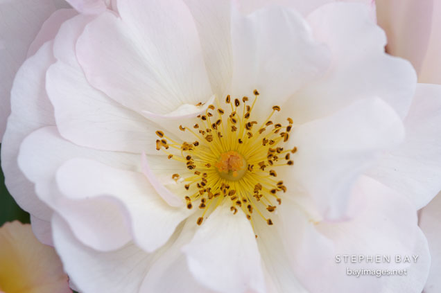 Rose 'Penelope'. Hybrid musk shrub 1924.