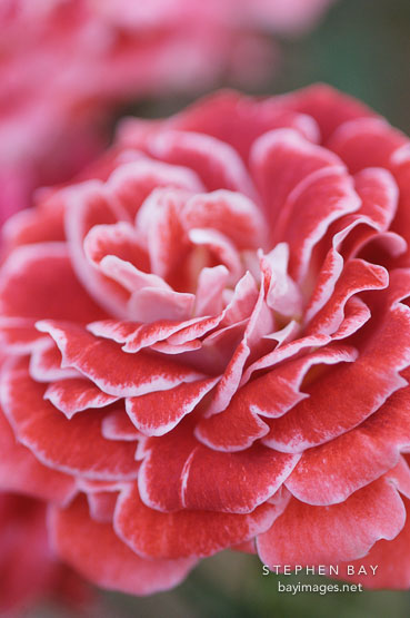 Rose 'show N' Tell'