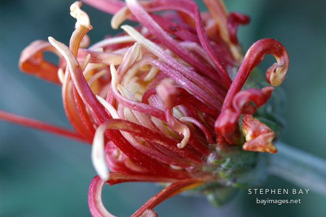 Chrysanthemum (Dendranthema).