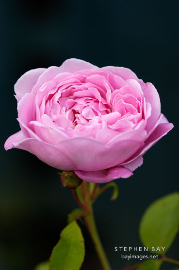 Rose 'Mary Rose'. Austin Rose, 1983.