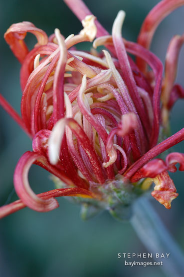 Chrysanthemum (Dendranthema).
