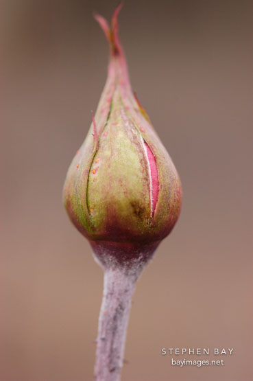 Rose bud.