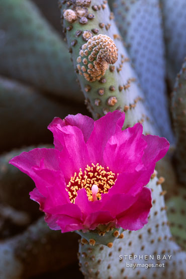 Beavertail cactus. Opuntia basilaris.