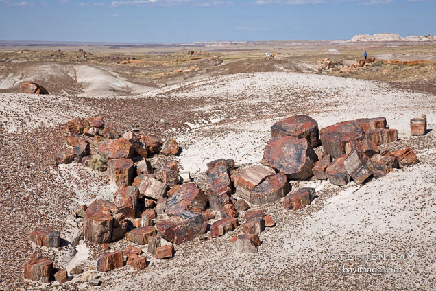 Fractured petrified logs. Petrified Forest NP, Arizona.