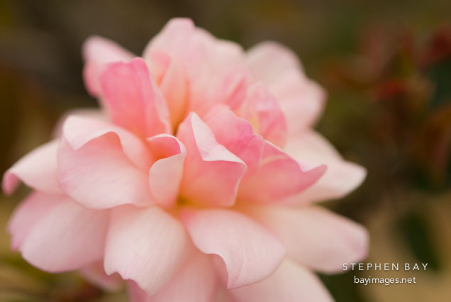 Rose, Souvenir de MME. Ladvocat.