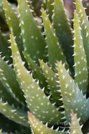 Aloe brevifolia.