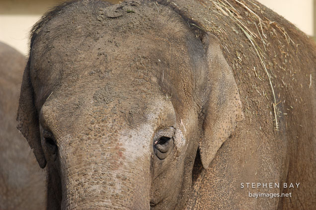 Asian Elephant, Elephas maximus.