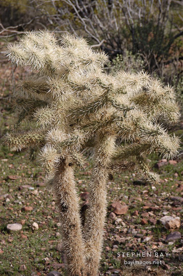 Cholla, Opuntia. Arizona, USA.