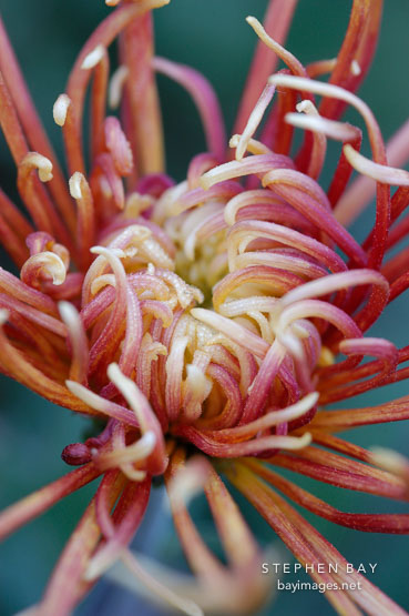 Chrysanthemum (Dendranthema).