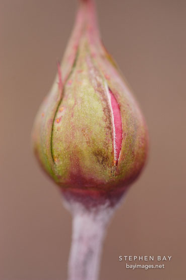 Rose bud.