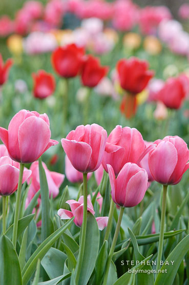 Tulip 'Menton', Tulipa.