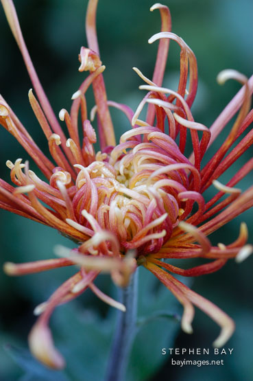 Chrysanthemum (Dendranthema).