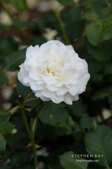 Rose 'French Lace'. (ARS 1981)