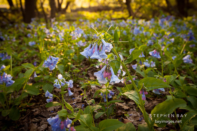 Virginia bluebells in Story County, Iowa.